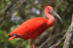 ©John Stratton Scarlet ibis