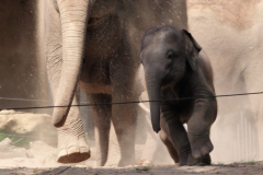 Blijdorp_Zoo_20_August_2023_John_-Elephants