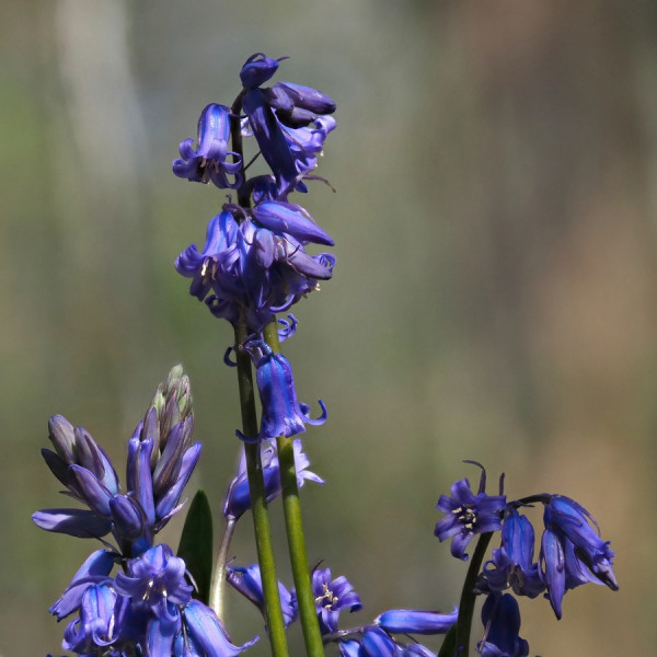 ©Timco van Brummelen - hyacinthenbos