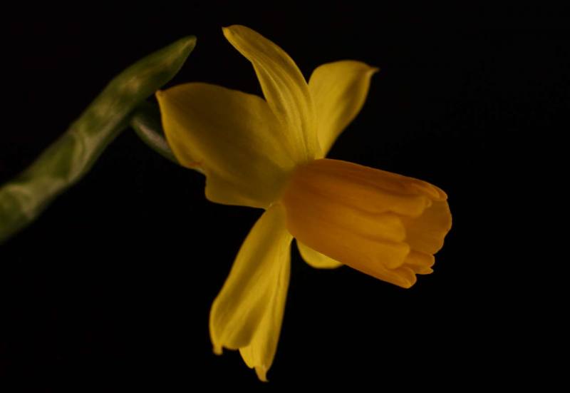 ©John Stratton -Daffodil