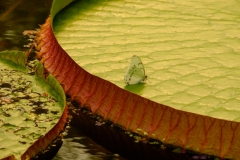 ©Joop Peerboom Butterfly on Victoria Amazonica