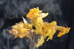 ©John Stratton 2021-05 [5]  Smoking Daffodils