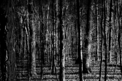 ©Lex Scheers - Rhythm of the forest