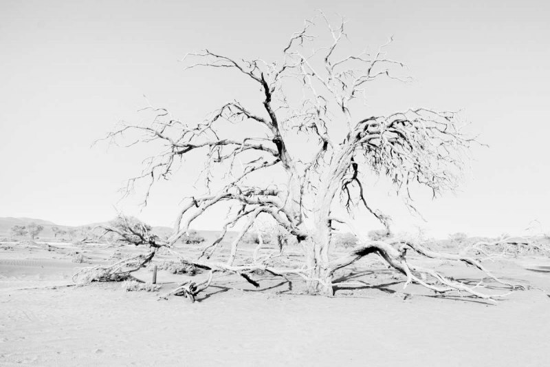 ©Lex Scheers - Death Tree, Death Valley