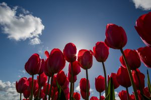 Apr =1st "Tulips"