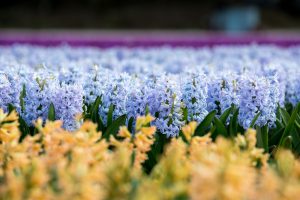 Apr 5th "Hyacinths"