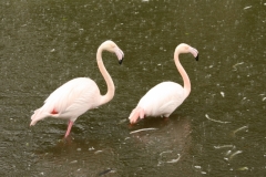 IMG_0042-Blijdorp-Flamingos-in-the-rain