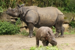 IMG_0108-Blijdorp-Rhino-mother-and-baby