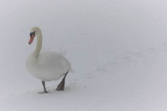 My enthusiasm for the rare opportunity of seeing the Hof Vijver covered in snow and ice was not matched by this swan, more accustomed to gliding along in the water.