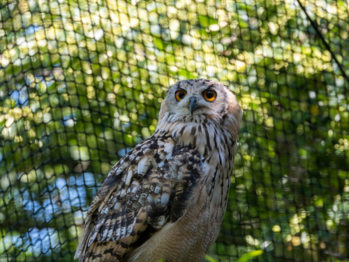 ©Joop Peerboom: 'Rock eagle owl'