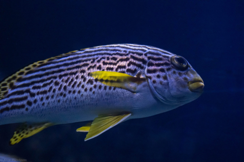 ©Joop Peerboom: 'Tropical fish'