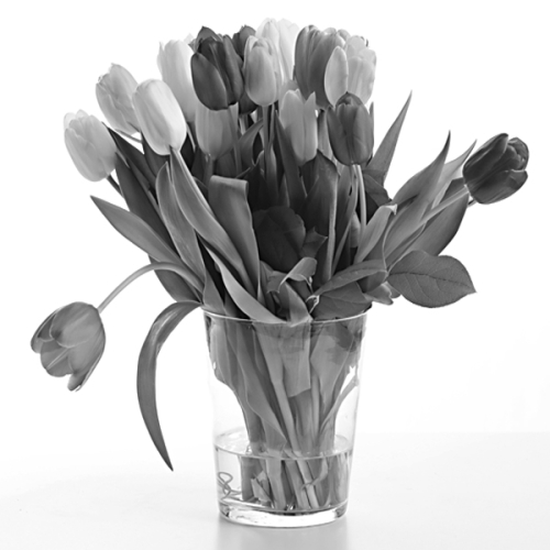 ©Heather Oortman "Tulips"