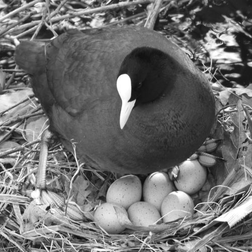 ©John Stratton "Coot with eggs"