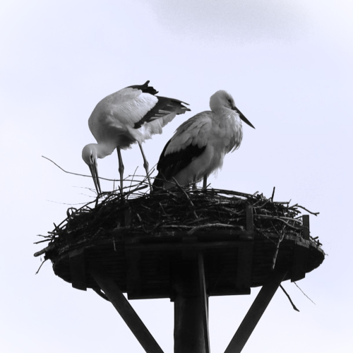 ©John Stratton "Storks building nest"
