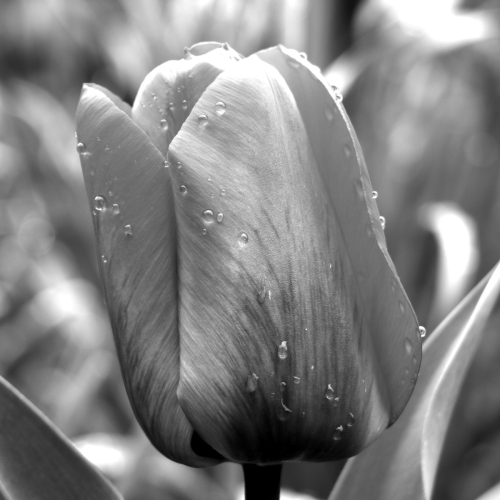 ©John Stratton "Tulip with raindrops"