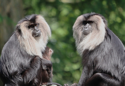 ©John Stratton: 'Bearded macaques'