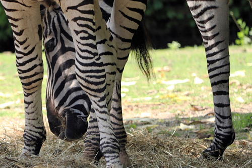 ©John Stratton: 'Zebras'