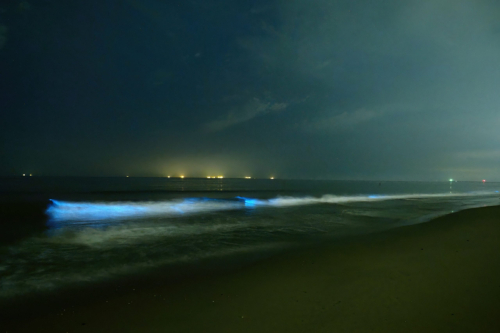 POTY 2023_12 (4) Timco "Bioluminescence @ the Hague Beach"