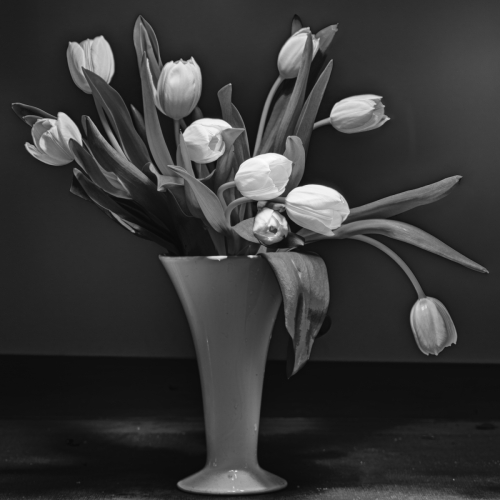 ©Rob van de Steenoven "Classic tulip"