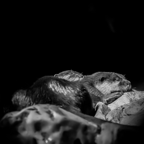 ©Tamara Klaassen "Otters