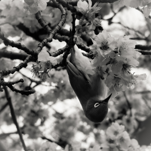 ©Tamara Klaassen "Sweet Sakura"
