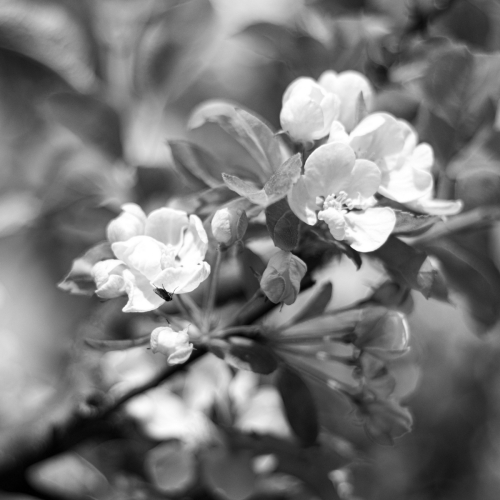 ©Naz Aybey "Flowers"